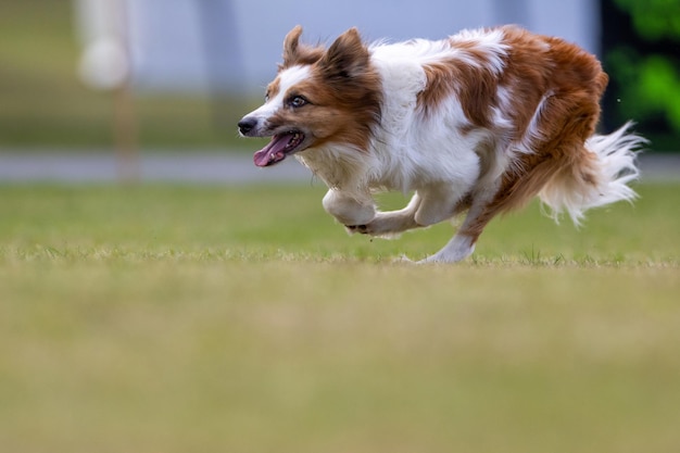 写真 野原を走る犬のクローズアップ