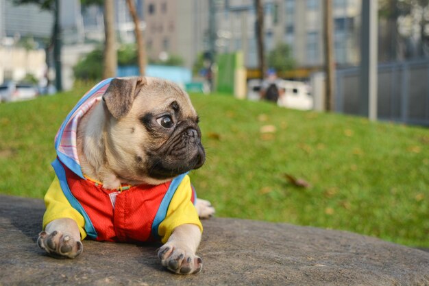 写真 外で座っている犬のクローズアップ