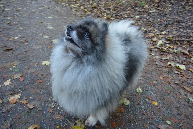 写真 外で座っている犬のクローズアップ