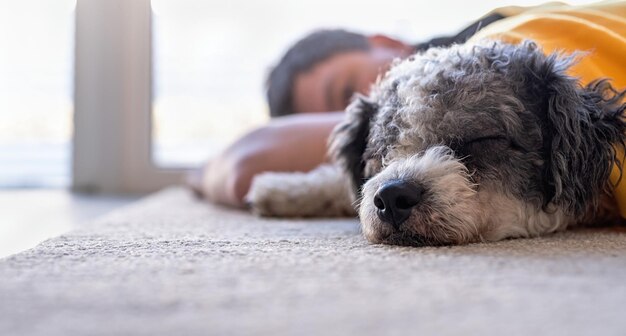 写真 家で眠っている犬のクローズアップ