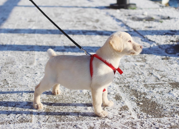 写真 外で立っている犬のクローズアップ