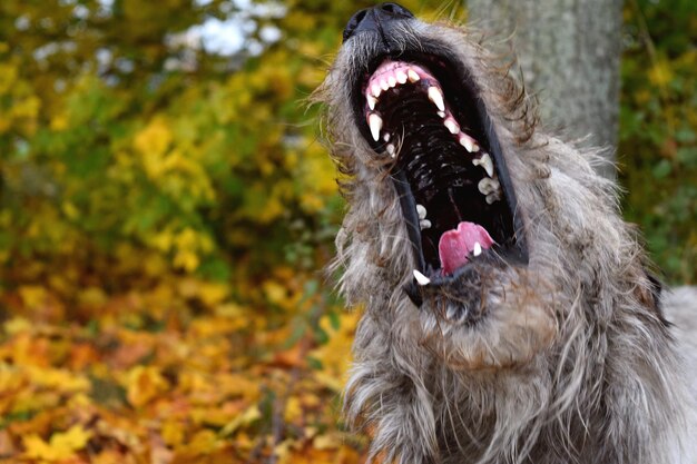 写真 秋に舌を出している犬のクローズアップ