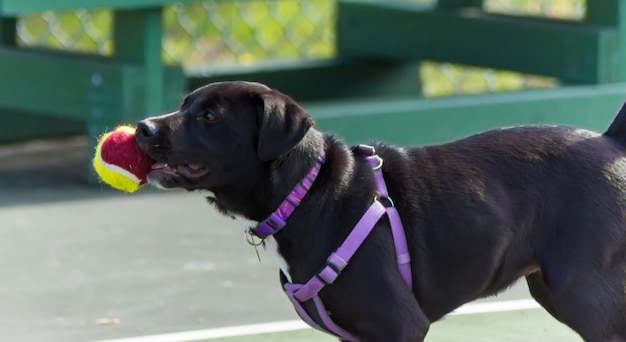 写真 外で舌を伸ばしている犬のクローズアップ