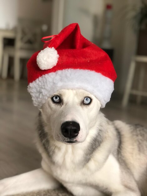 写真 帽子をかぶった犬のクローズアップ