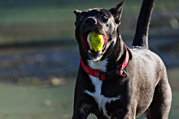 写真 口にボールを入れた犬のクローズアップ