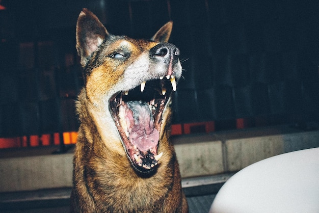 Фото Клоуз-ап собаки, зевающей ночью