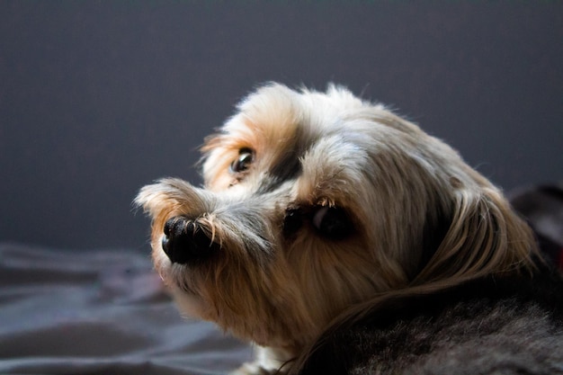 写真 犬のクローズアップ