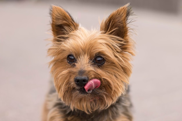 写真 犬のクローズアップ