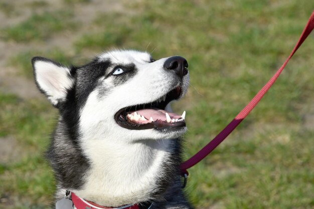 写真 犬のクローズアップ