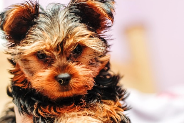 写真 犬のクローズアップ