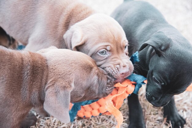 写真 犬のクローズアップ