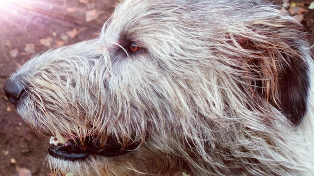 写真 犬のクローズアップ