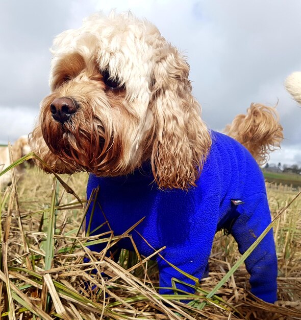 写真 犬のクローズアップ