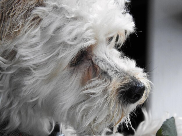 写真 犬のクローズアップ