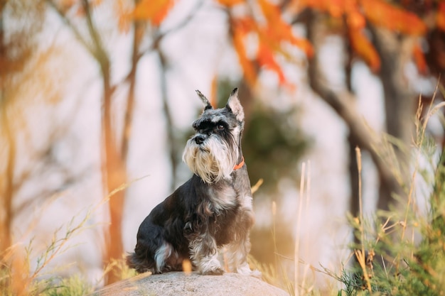 写真 犬のクローズアップ