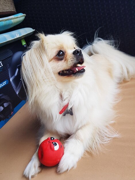 写真 犬のクローズアップ