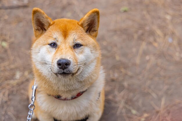 写真 犬のクローズアップ