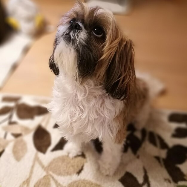 写真 犬のクローズアップ