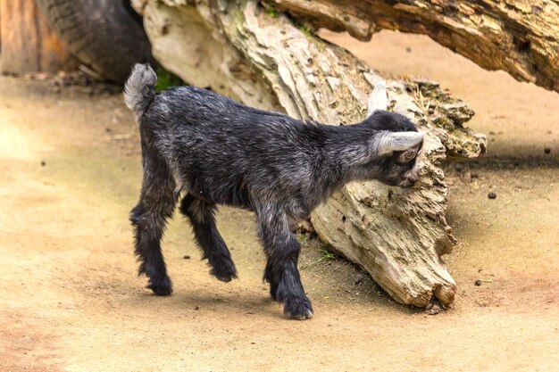 写真 犬のクローズアップ