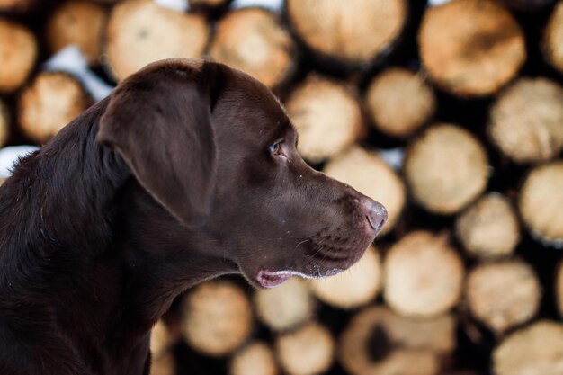 写真 犬のクローズアップ