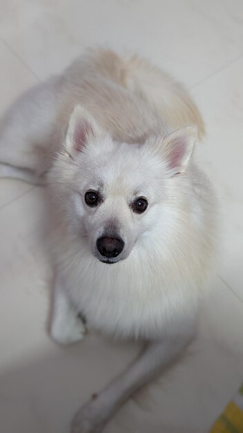 写真 犬のクローズアップ