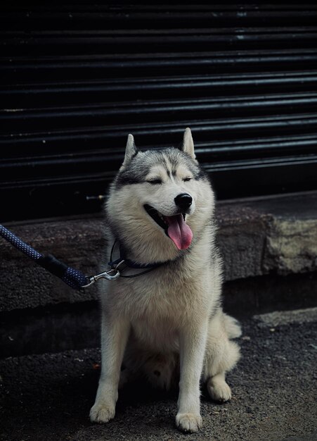 写真 犬のクローズアップ