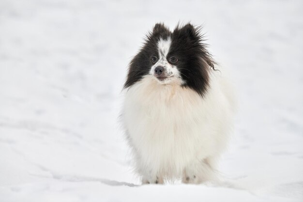 写真 犬のクローズアップ