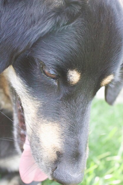 写真 犬のクローズアップ