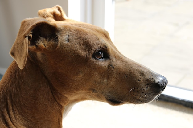 写真 犬のクローズアップ