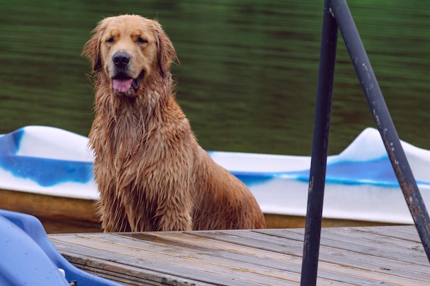 写真 犬のクローズアップ