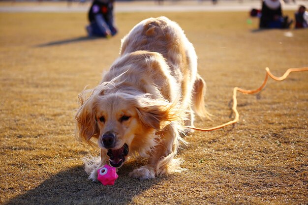 写真 犬のクローズアップ