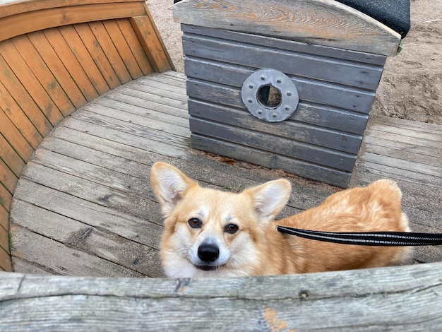 写真 犬のクローズアップ