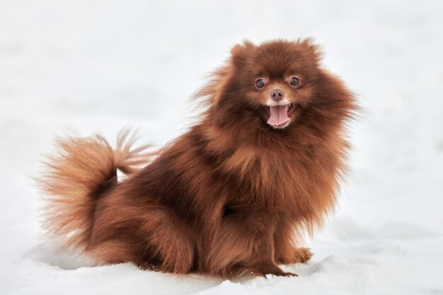 写真 犬のクローズアップ