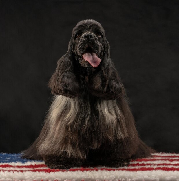 写真 犬のクローズアップ