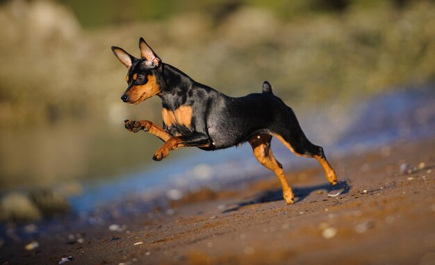 写真 犬のクローズアップ