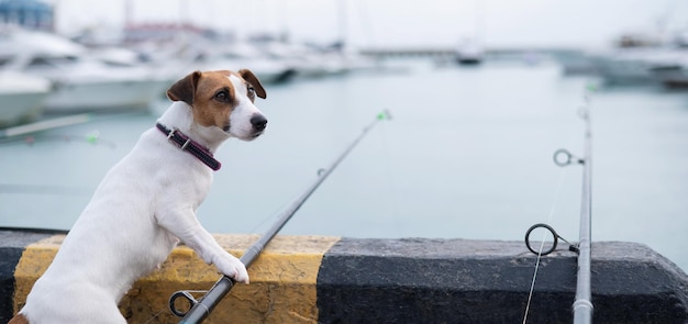 写真 犬のクローズアップ