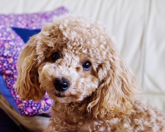 写真 犬のクローズアップ