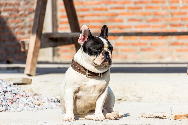 写真 犬のクローズアップ