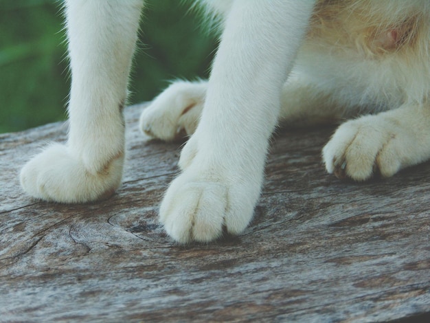 写真 犬のクローズアップ