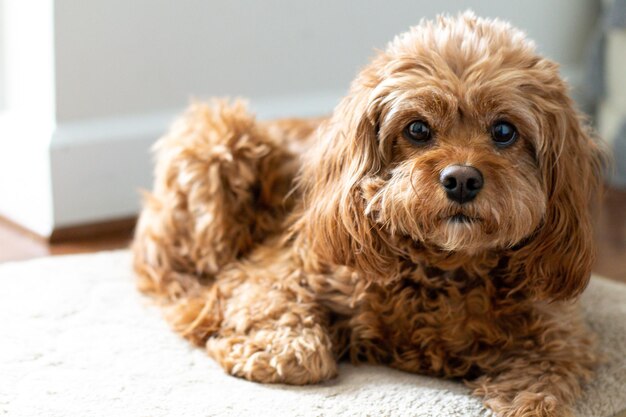 写真 犬のクローズアップ