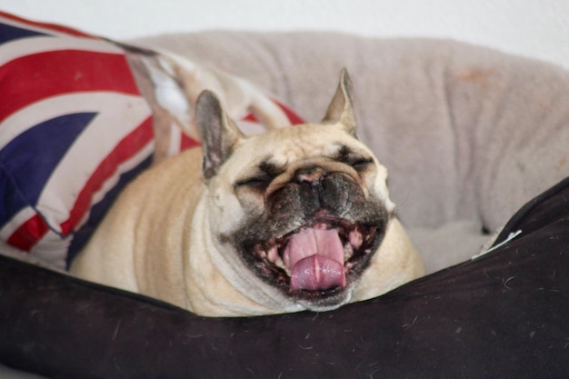 写真 犬のクローズアップ