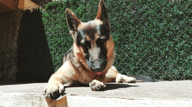 写真 犬のクローズアップ