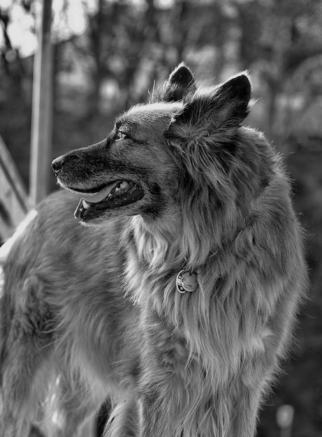 写真 犬のクローズアップ