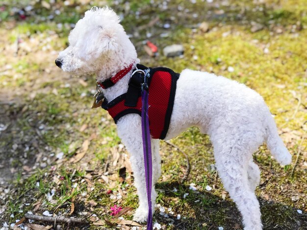 写真 犬のクローズアップ