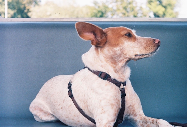 写真 犬のクローズアップ