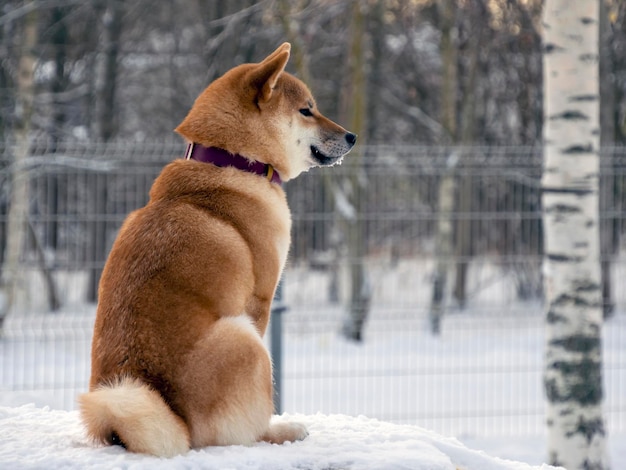 写真 犬のクローズアップ