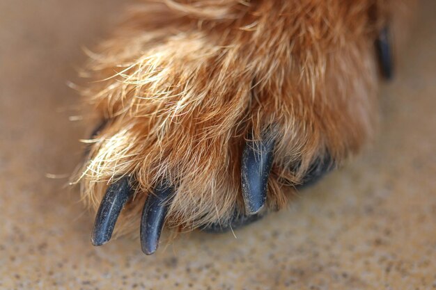 写真 犬のクローズアップ