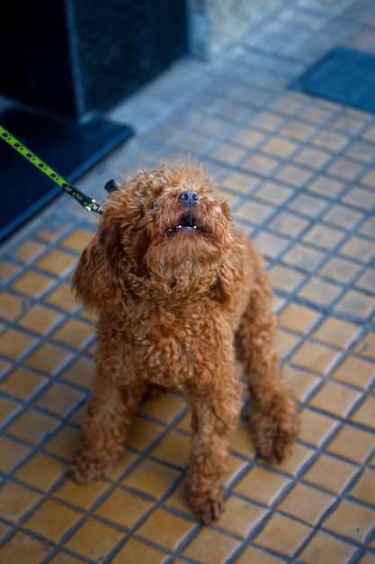 写真 犬のクローズアップ