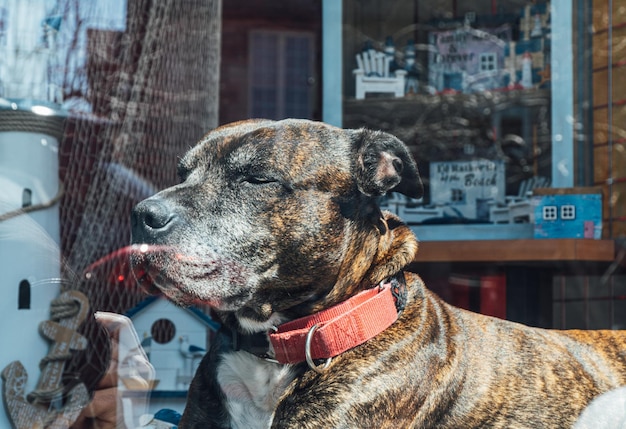 写真 犬のクローズアップ