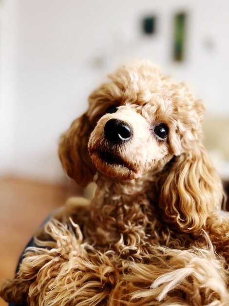 写真 犬のクローズアップ